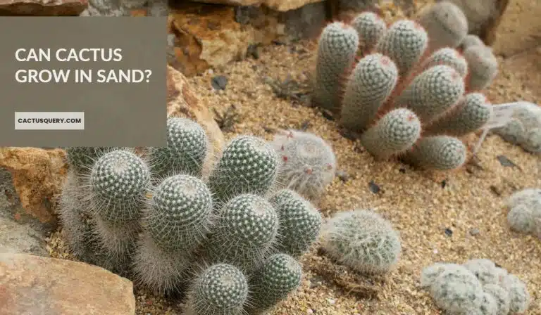 Can Cactus Grow In Sand? We Have All The Best Tips!