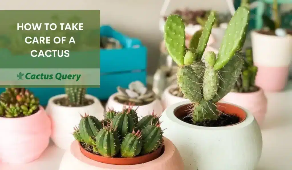 How To Take Care Of A Cactus