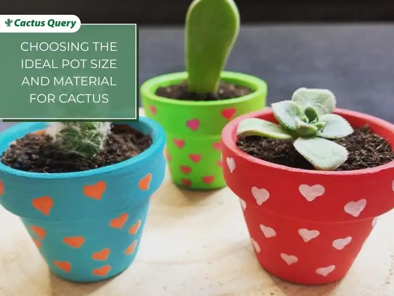 Choosing the ideal pot size and material for cactus