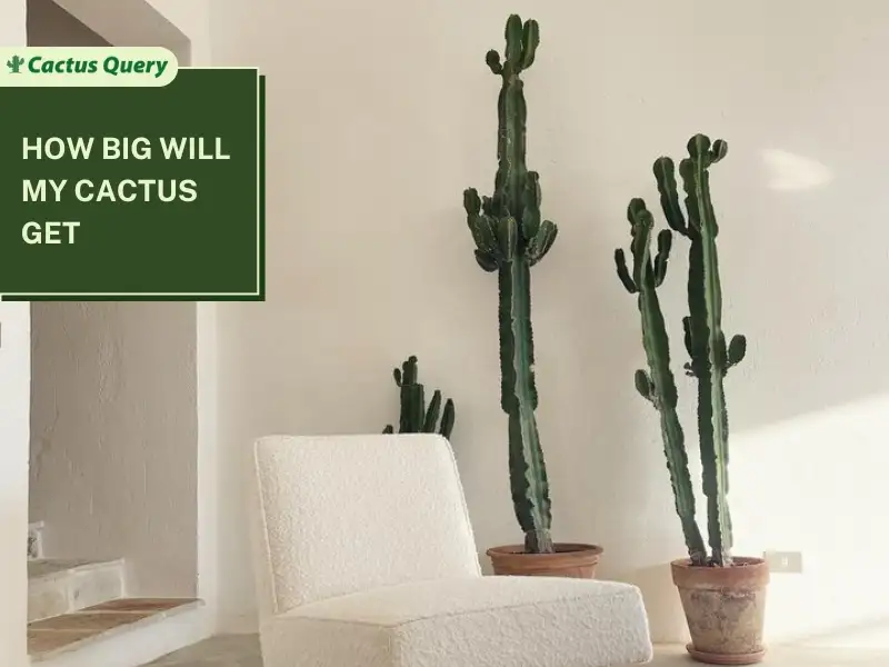 How Big Will My Cactus Get