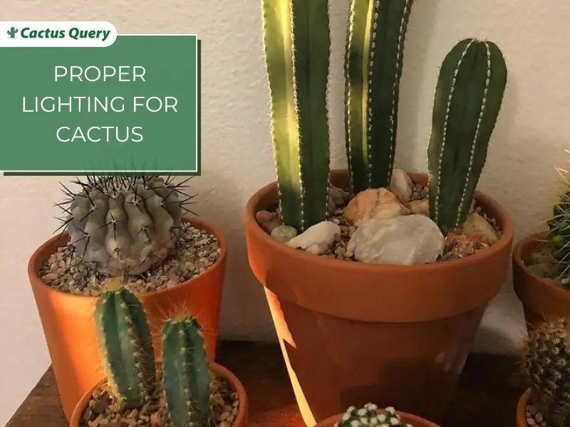 Proper lighting for cacti