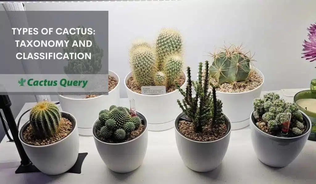 Types Of Cactus: Taxonomy And Classification