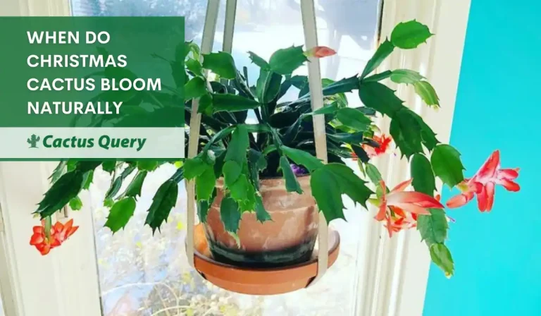 When Do Christmas Cactus Bloom Naturally? Know The Answer