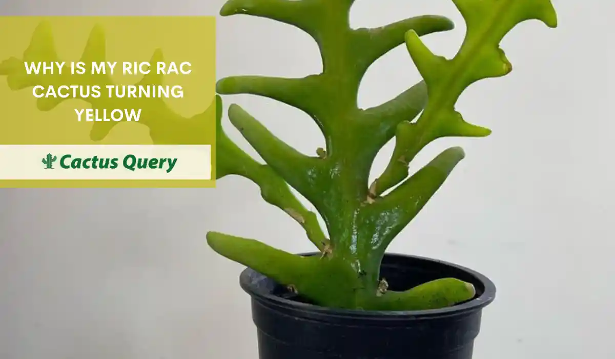 Why Is My Ric Rac Cactus Turning Yellow