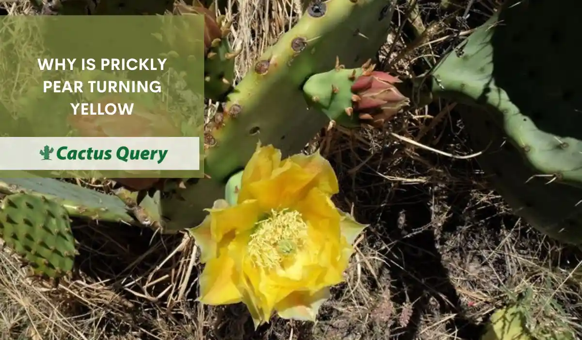 Why Is Prickly Pear Turning Yellow